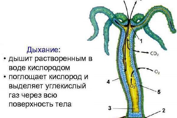 Восстановить доступ к кракену