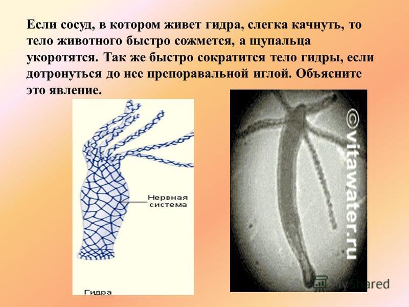 Как регистрироваться и заходить на кракен даркнет